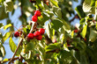 cerises