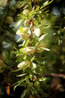 amandes amandes