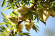 amandes