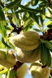 amandes