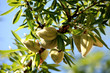 amandes