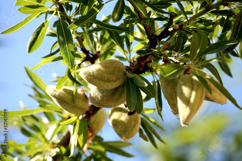 Photo: amandes amandes
