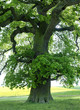 Foto: Eiche #23 Eiche #23