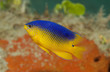 Photo: Juvenile Cocoa Damselfish, picture taken in south east Florida.. Juvenile Cocoa Damselfish, picture taken in south east Florida..