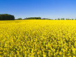 Rapsfeld