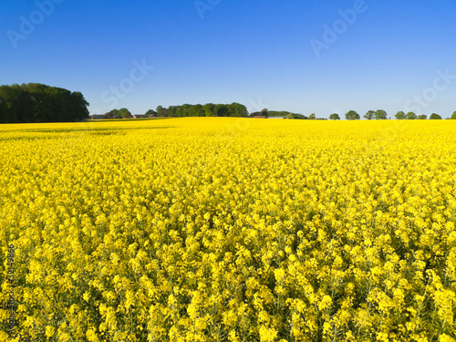 Foto: Rapsfeld Rapsfeld