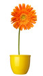 flower nature garden botany daisy bloom pot flower nature garden botany daisy bloom pot