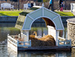 Swan on nest in Tallinn