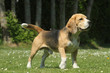 beagle, chien courant