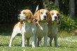trois chiens de race beagle ensemble
