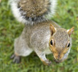 Curious chipmunk standing upright