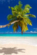 seychelles plage cocotier
