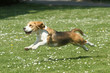 course énergique du beagle