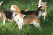 beagles en meute