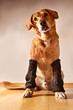 Hund 04