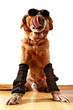 Hund 03