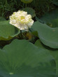 White lotus flower