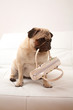 Mops 04