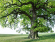 Eiche #26