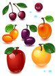 complete set fruit on a white background complete set fruit on a white background