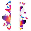 Colorful butterfly background