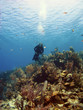 Scuba Diver over a Cayman Island Reef