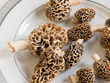 Morel Mushrooms