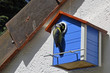 Mésange bleue avec chenille