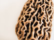 Morel Mushrooms