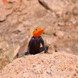 agama,Namibia agama,Namibia