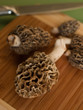 Morel Mushrooms