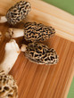 Morel Mushrooms