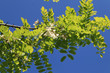 bourgeon d'acacia