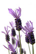 schopf-lavendel