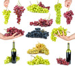 Set of different grapes Set of different grapes