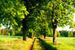 Alte Allee