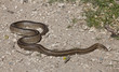 serpiente de agua serpiente de agua