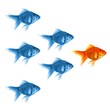 goldfish