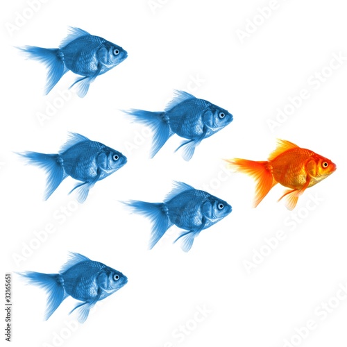 Photo: goldfish goldfish