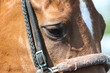 Photo: eye of a horse eye of a horse