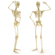 skeleton