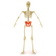 skeleton