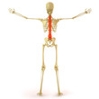 skeleton
