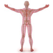 body
