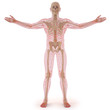 body