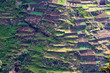 typical field and garden terrace on madeira island, portugal