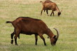 chèvres