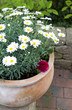 Margeriten in einem Terrakotta Blumentopf