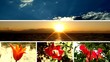 multi-screen nature montage