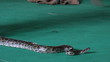 Snake, people